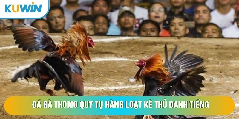 Đá gà Thomo quy tụ hàng loạt kê thủ danh tiếng Đá gà Thomo quy tụ hàng loạt kê thủ danh tiếng