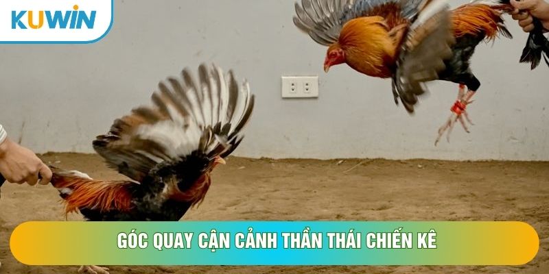 Góc quay cận cảnh thần thái chiến kê