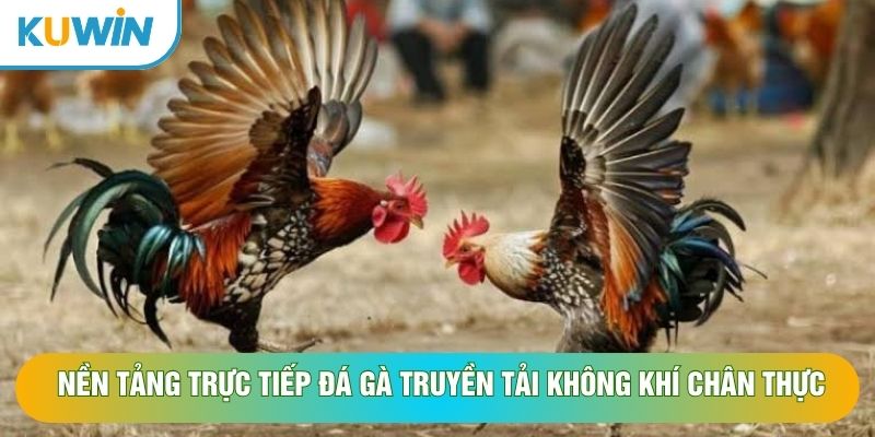 Nền tảng trực tiếp đá gà truyền tải không khí chân thực
